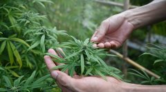 泰国卫生部长签署命令 严